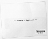 Farinaria sulphurea image